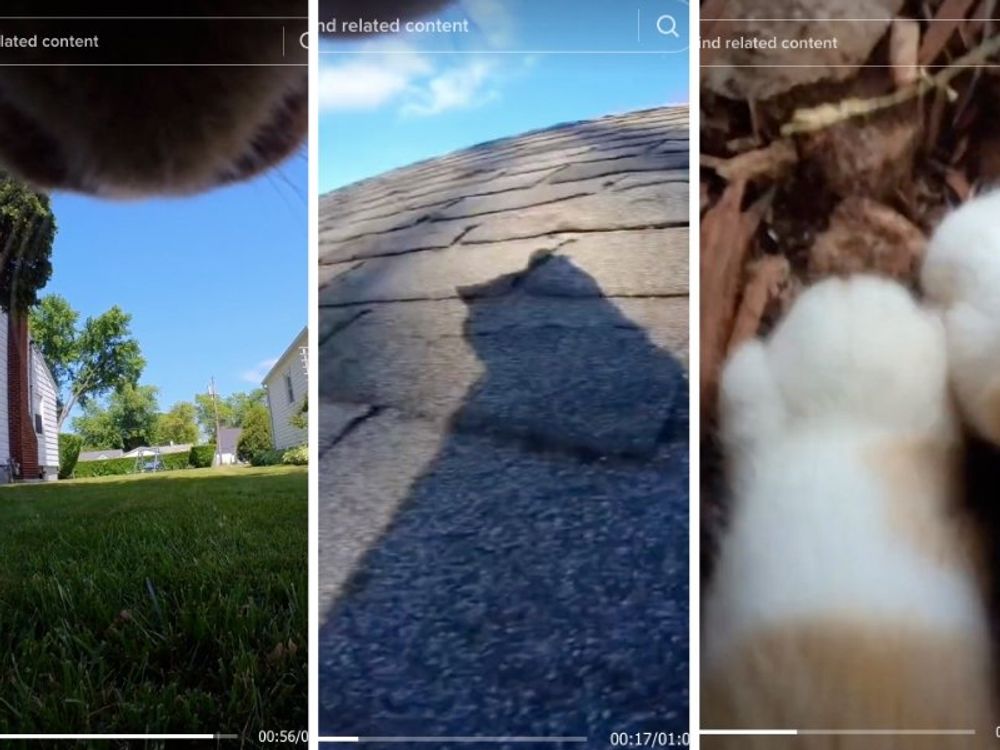 Cat owner captures adorable cat’s-eye view of the world with a camera on the collar