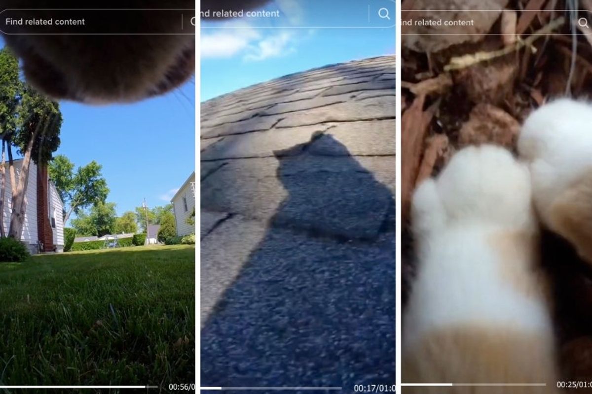 cat point of view