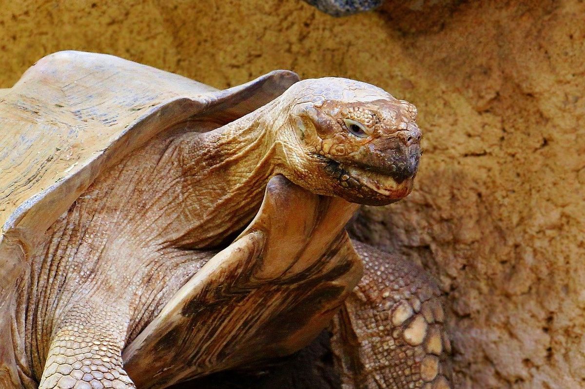 tortoise, sulcatta tortoise, tortoise watermelon