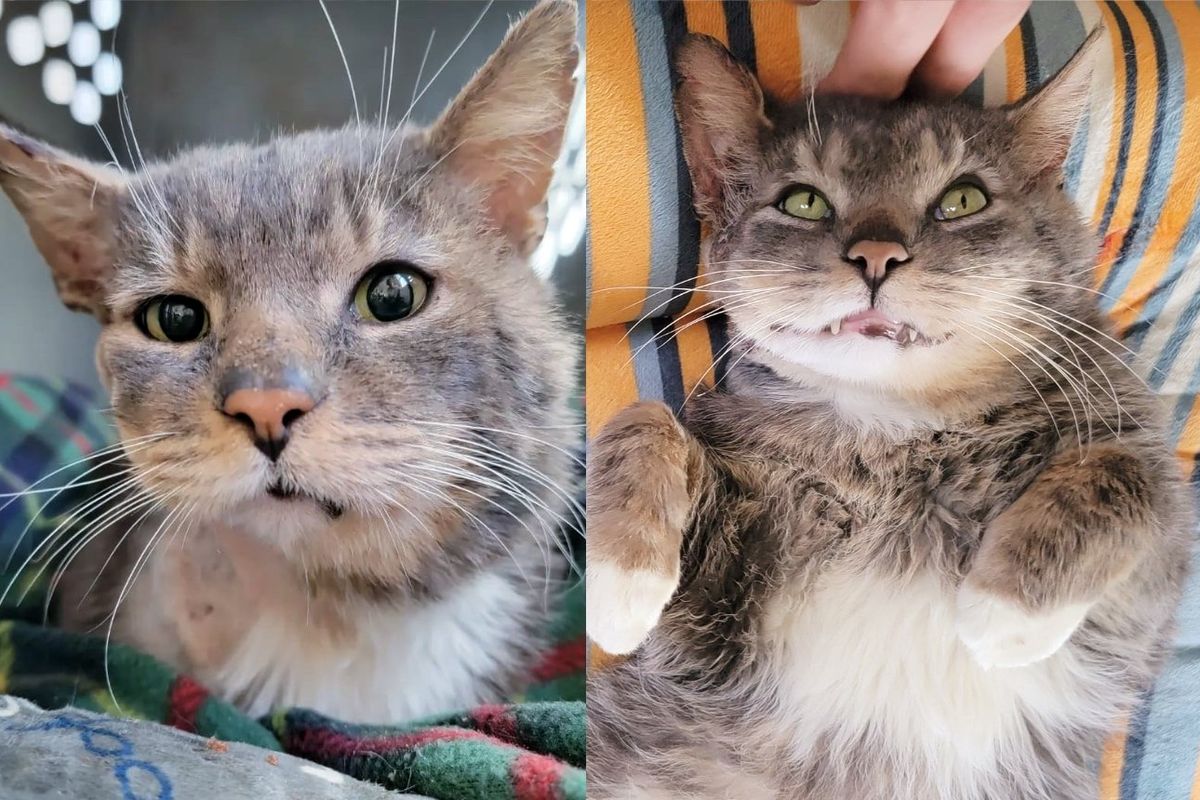 Cat Spends the First Part of His Life on the Streets Until Woman Takes a Chance on Him and Helps Him Thrive