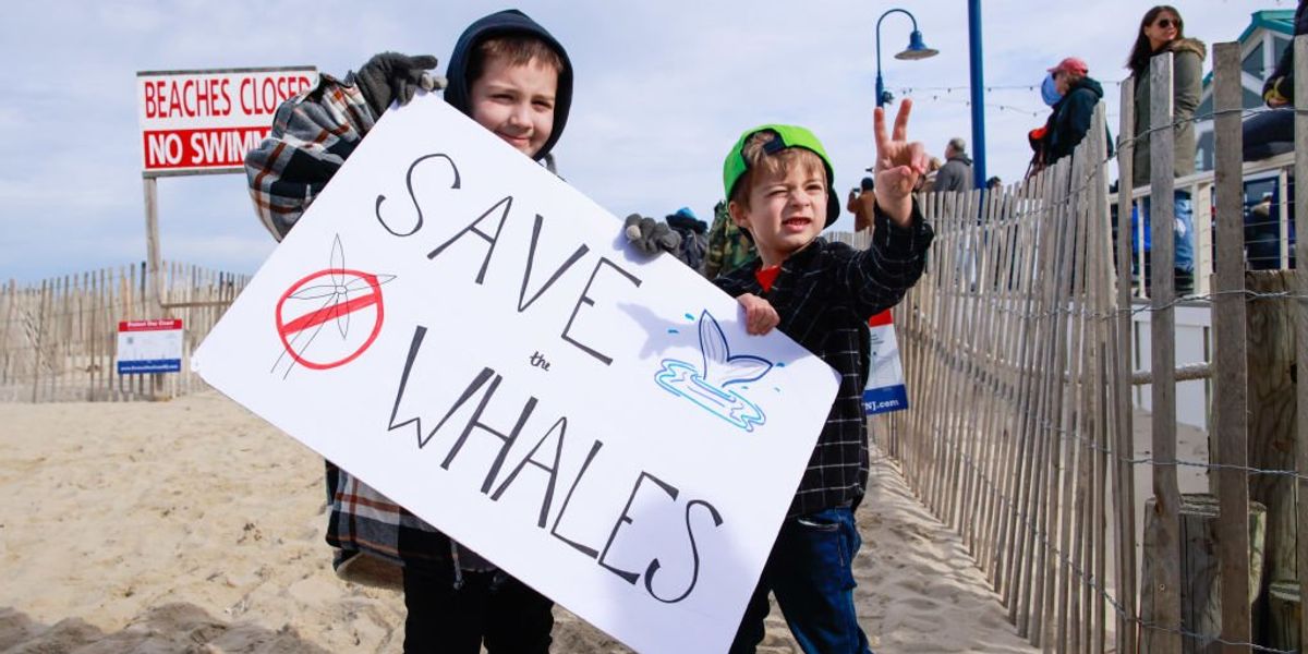 NextImg:Spike in whale deaths and mounting public pressure push gov’t watchdog to launch investigation into impacts of offshore wind farms