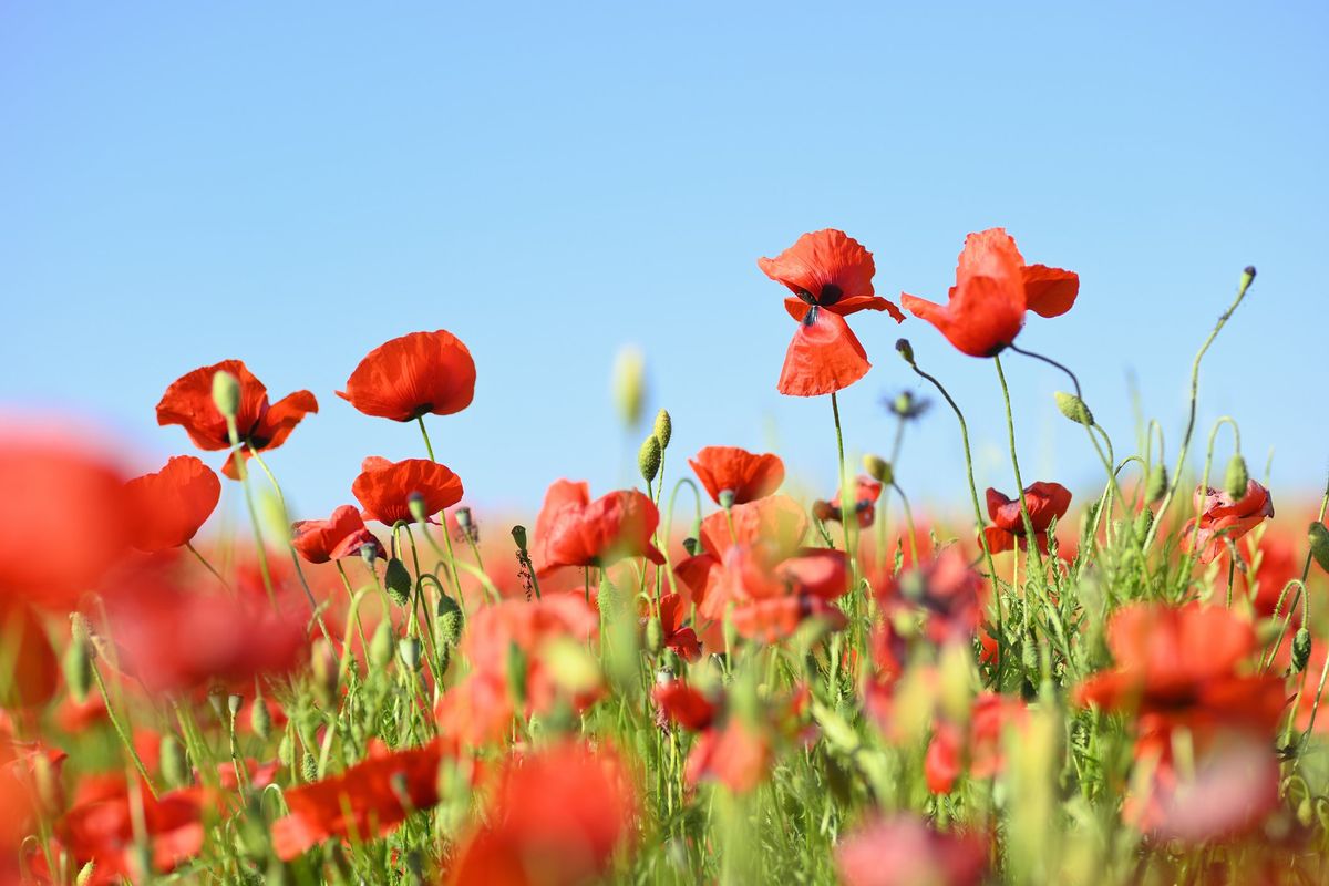 Il guardiano del grano che difende l’ambiente