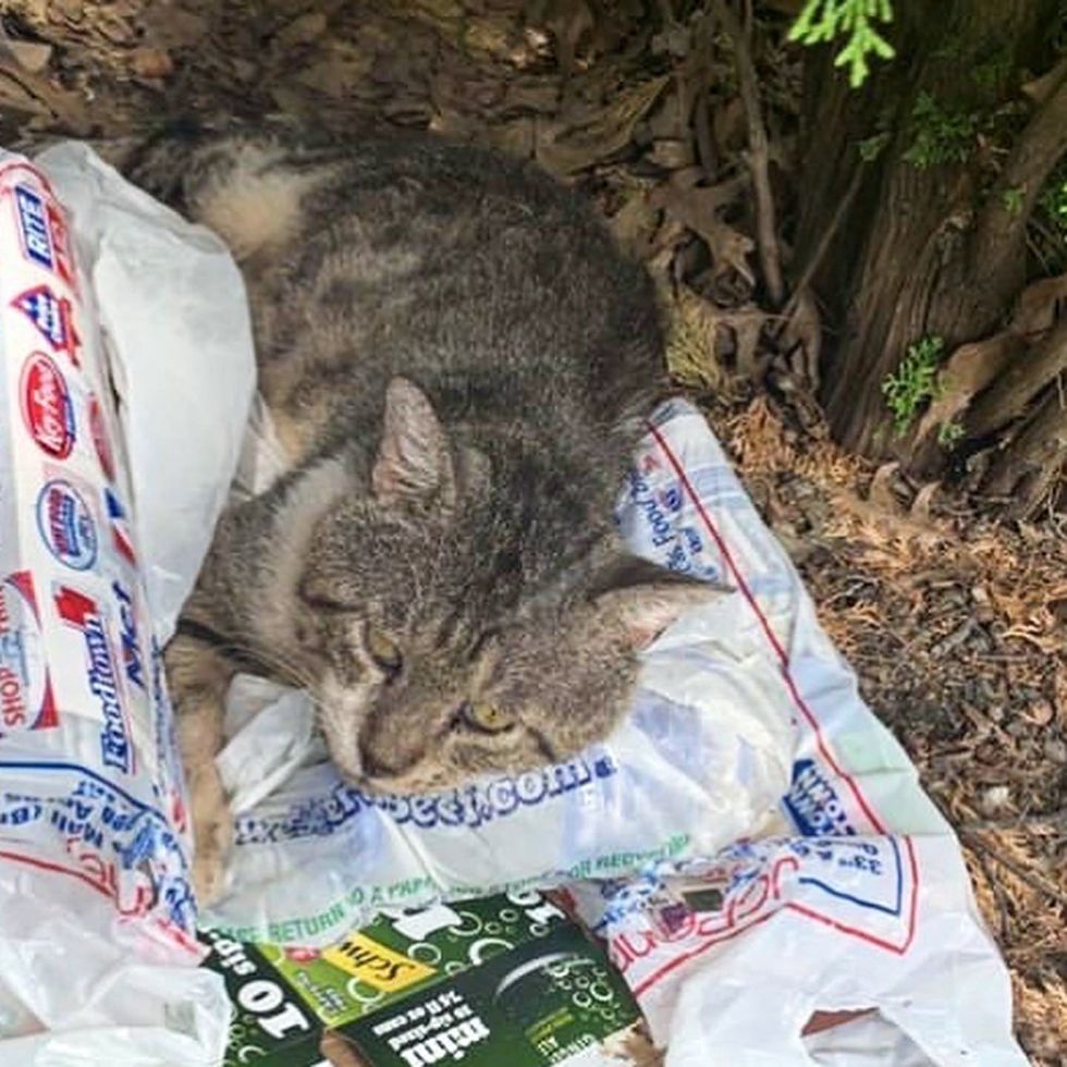 sheltered cat garden