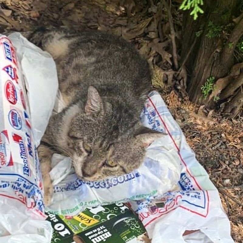 rescued cat yard