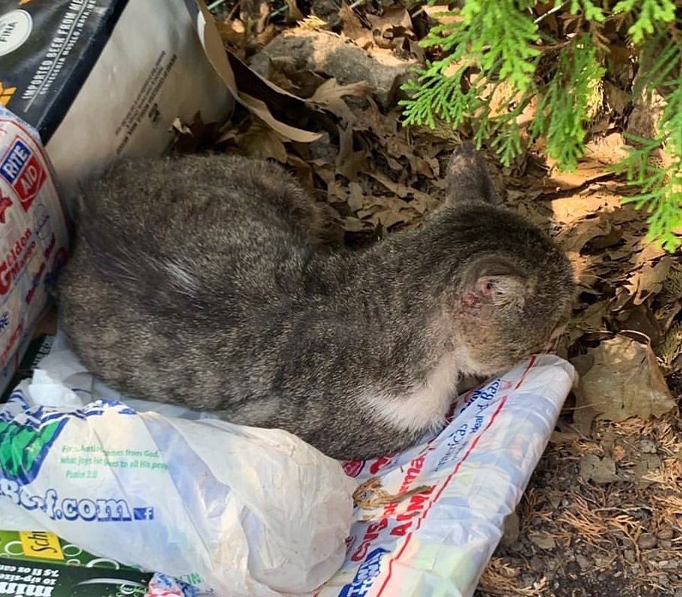 sheltered cat garden