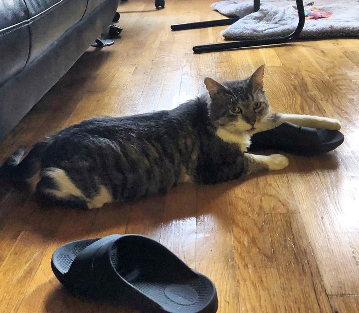 cat shoe slippers