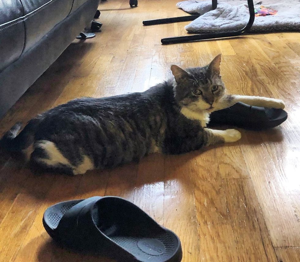 cat shoe slippers