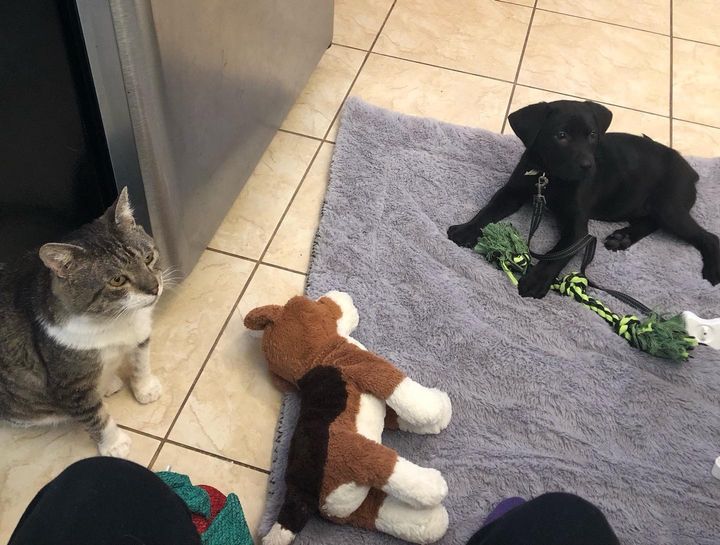 cat pup friends