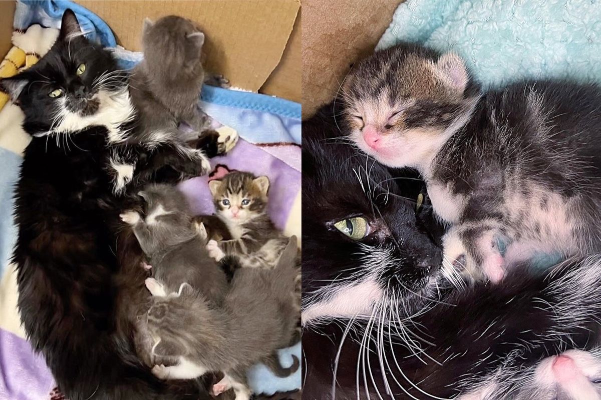 Neighbors Went to Help Cat Abandoned Outside and Ended Up Saving Five Kittens too