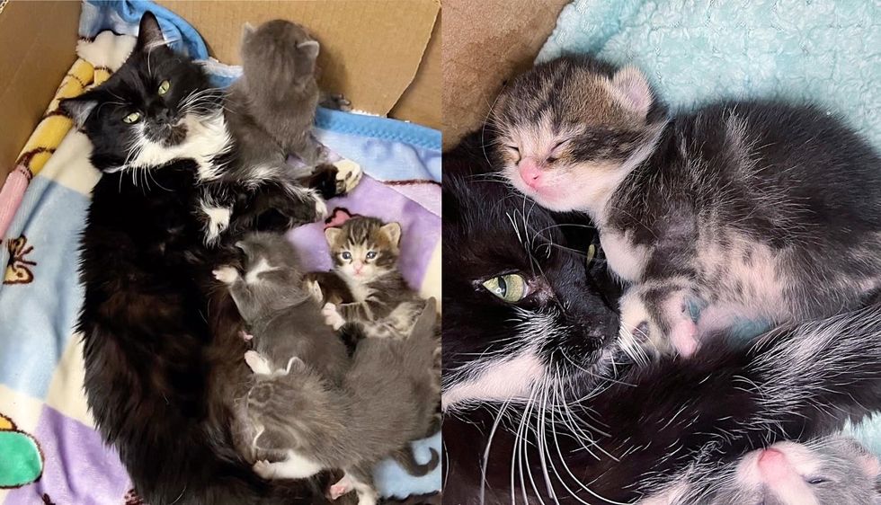 Neighbors Went to Help Cat Abandoned Outside and Ended Up Saving Five Kittens too