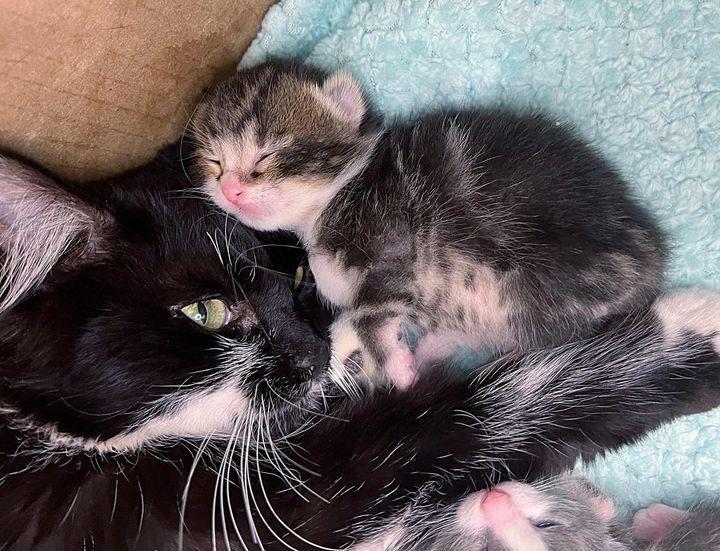 cat mom hugs kitten