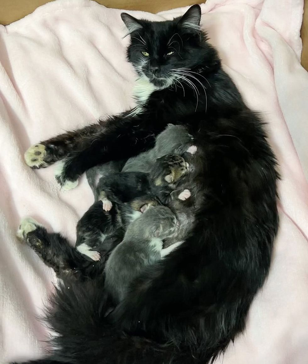 cat nursing kittens newborn