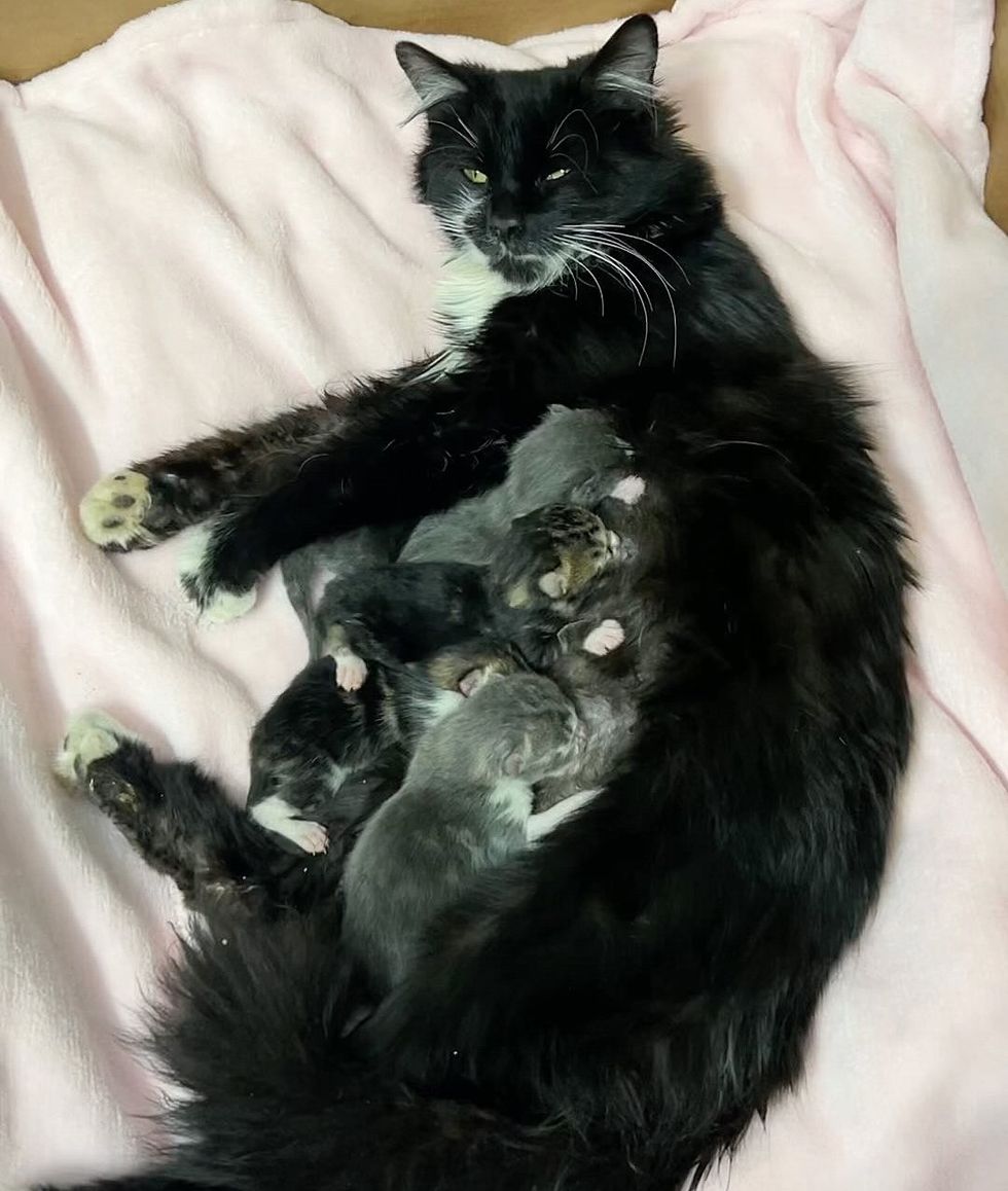 cat feeding kitten newborn