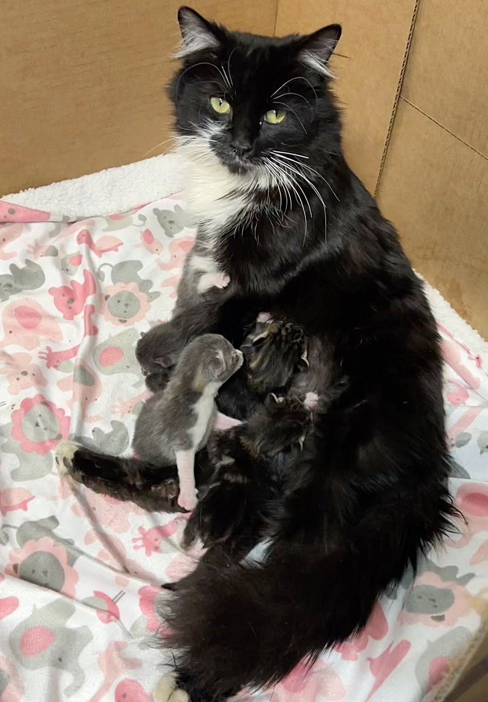 Cat nursing kitten, Josie