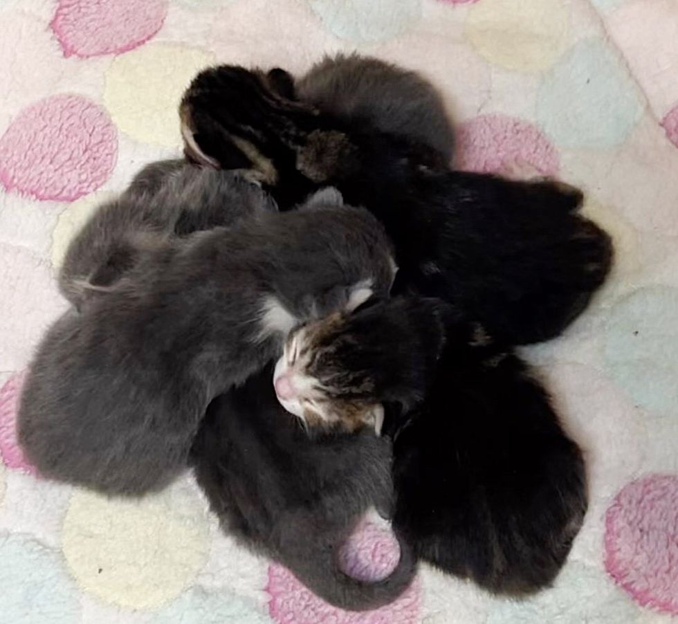 kittens purr pile