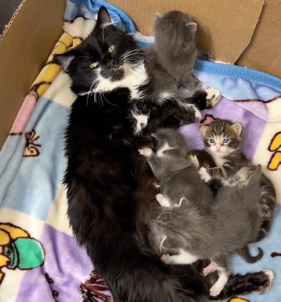 cat nursing kittens josie