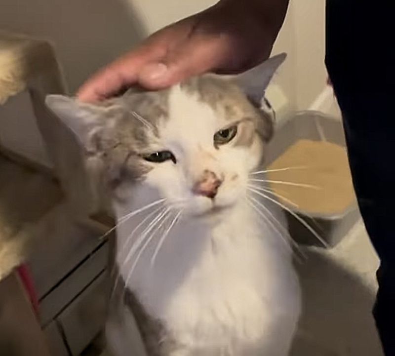 friendly cat petting