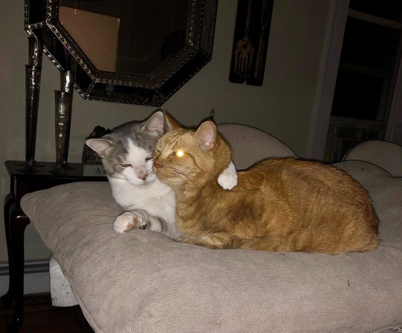 cat hugs best friends