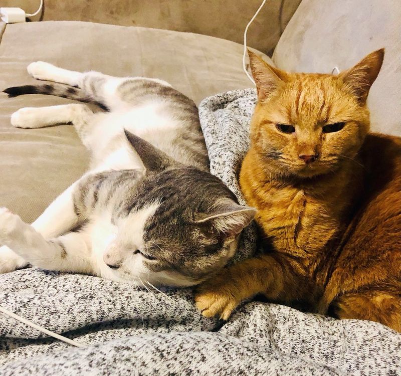 best friends cats