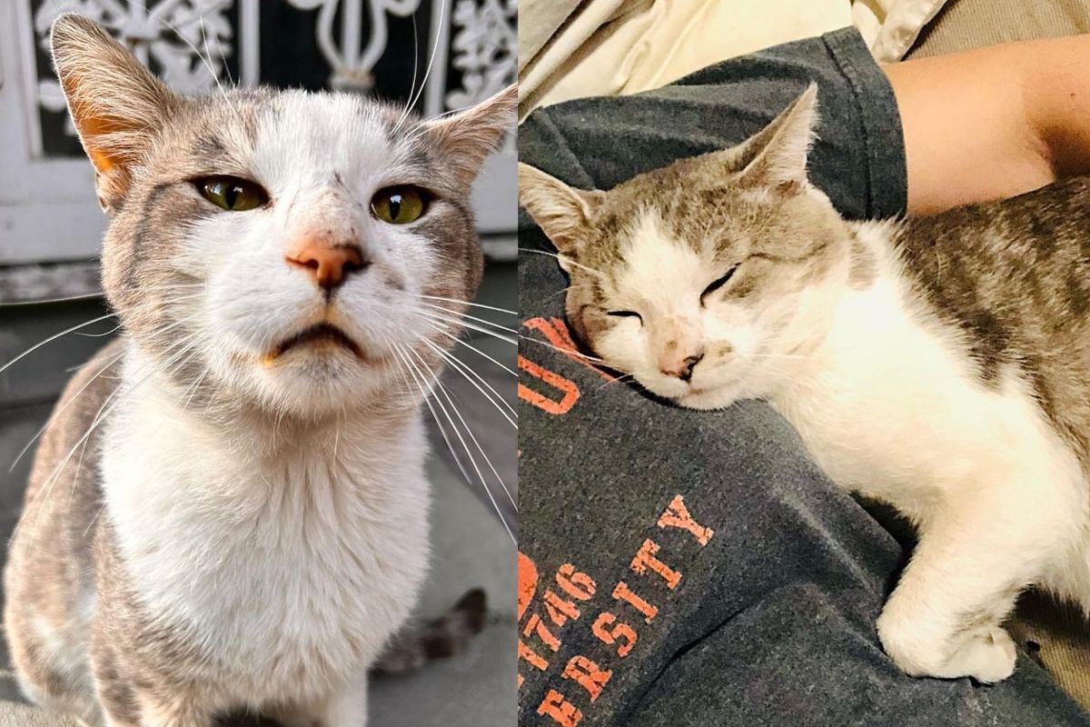 Cat Plucked from the Street After Years, Bonds with House Cat and Fills What was Missing in Home
