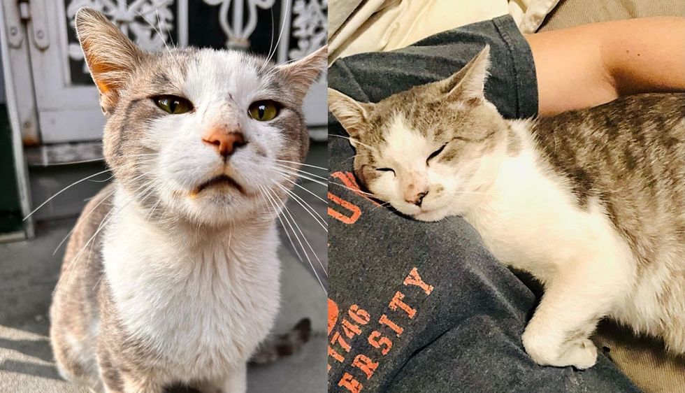 Cat Plucked from the Street After Years, Bonds with House Cat and Fills What was Missing in Home