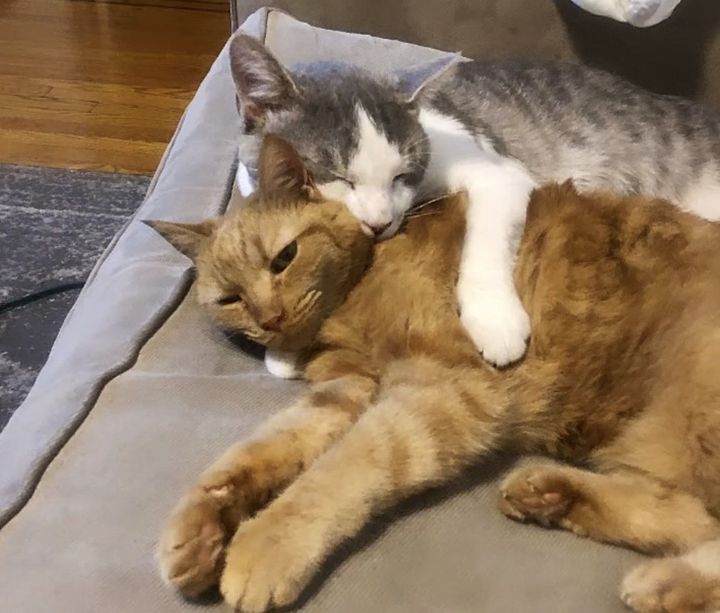 cats snuggly best friends