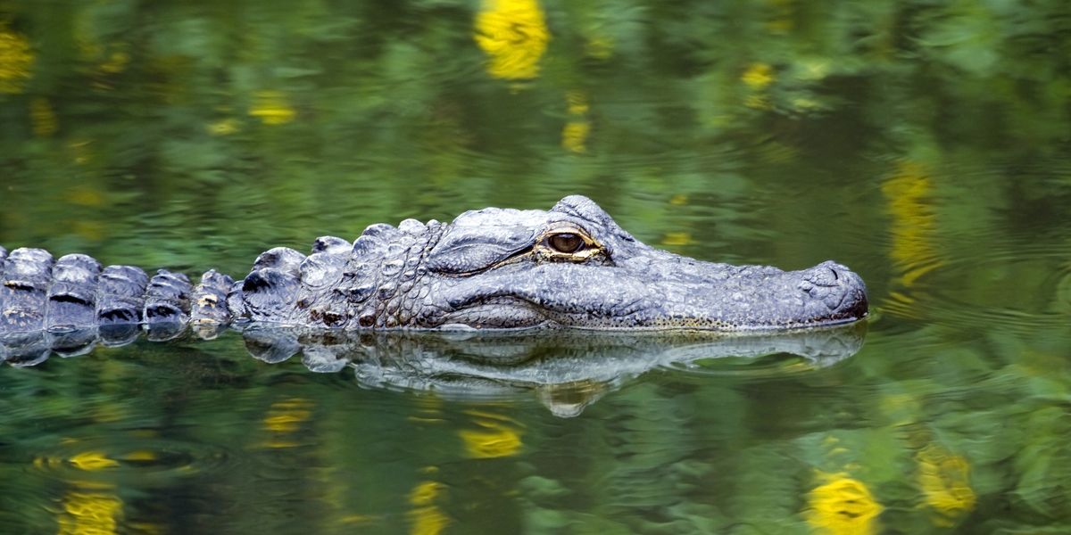 Alligator kills woman walking her dogs — and recovery effort is interrupted by gator 'guarding' the body