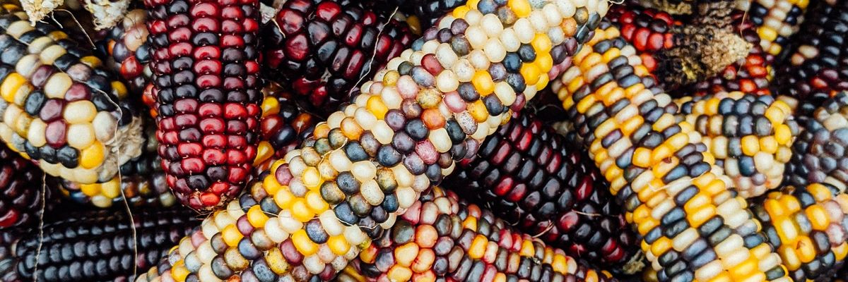 yellow and red corn lot, also known as maize or maiz