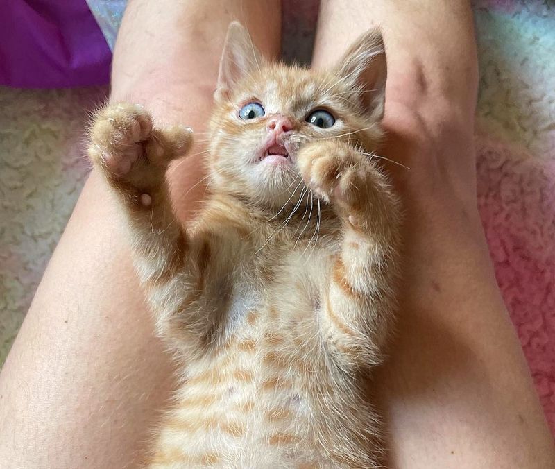 kitten thumb lip widdle