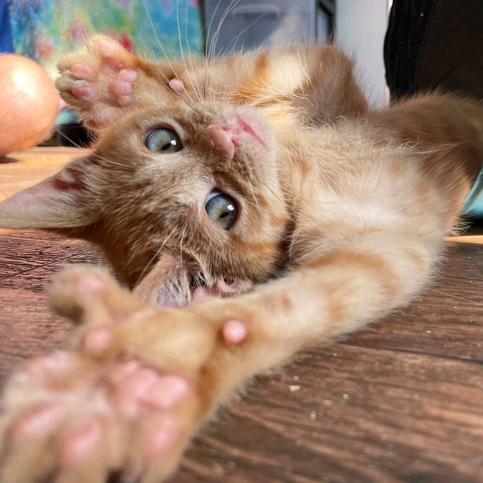 kitten large  paws