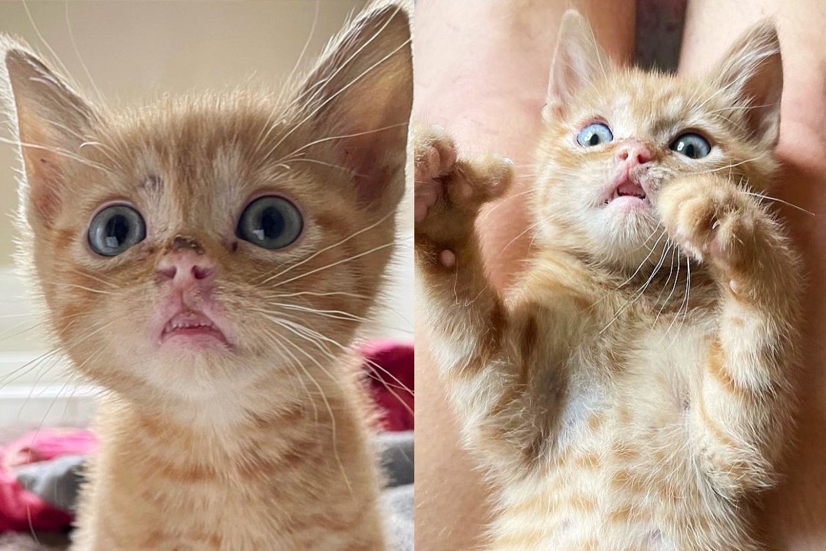 Kitten with 'Elvis Lip' Lets Out the Whiniest Little Meow When He Finds the Person He's Been Waiting for