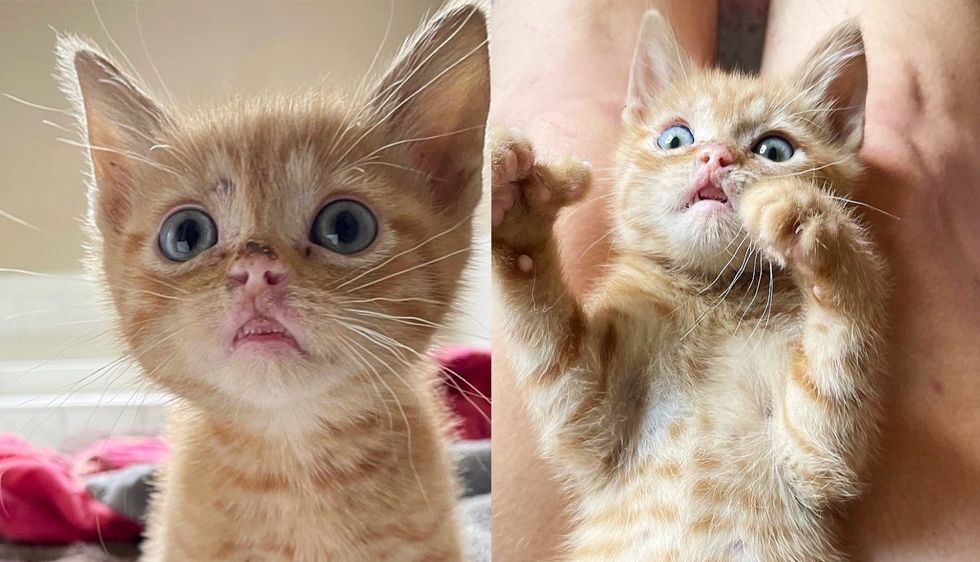 Kitten with 'Elvis Lip' Lets Out the Whiniest Little Meow When He Finds the Person He's Been Waiting for