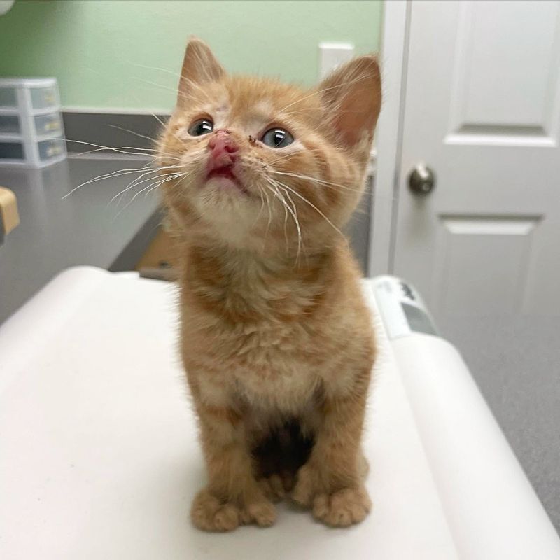 kitten polydactyl lip