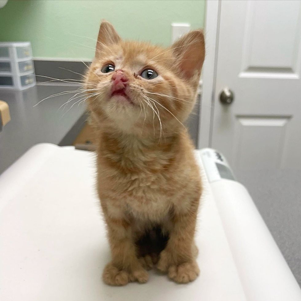 kitten polydactyl lip