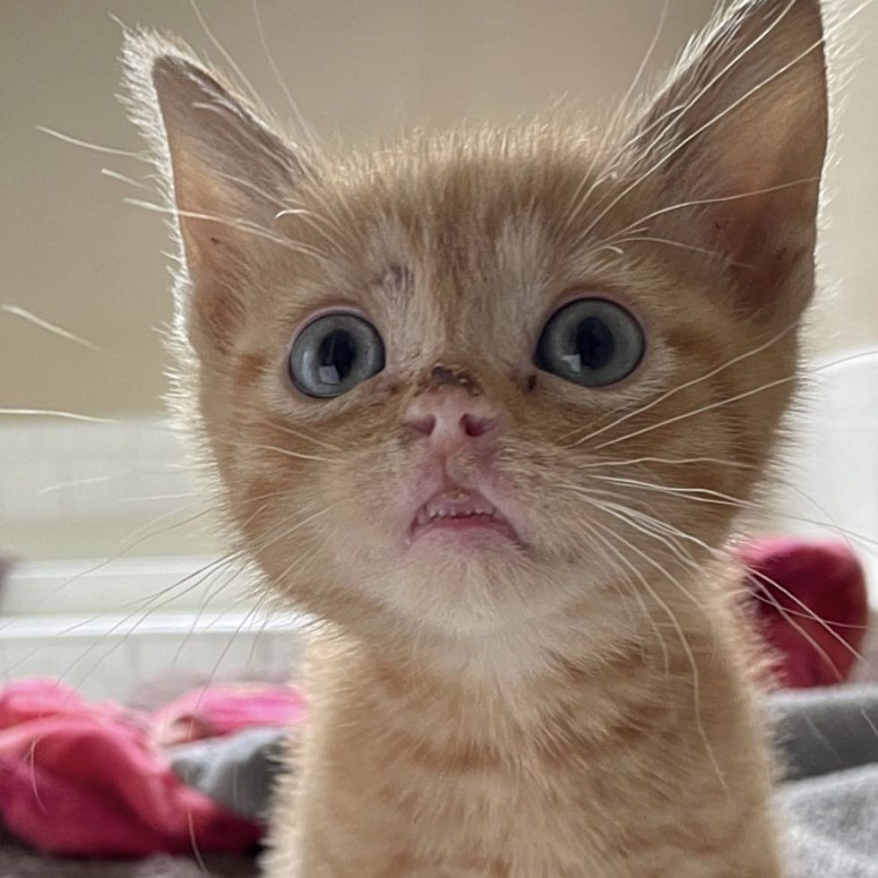 cute kitten elvis lip