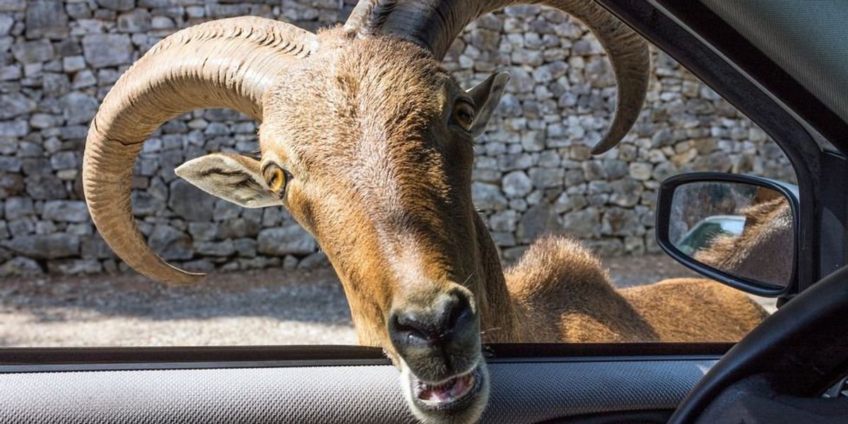 NextImg:Remains of decapitated goats found behind Burger King in New York, SPCA described incident as 'ritualistic sacrifice'