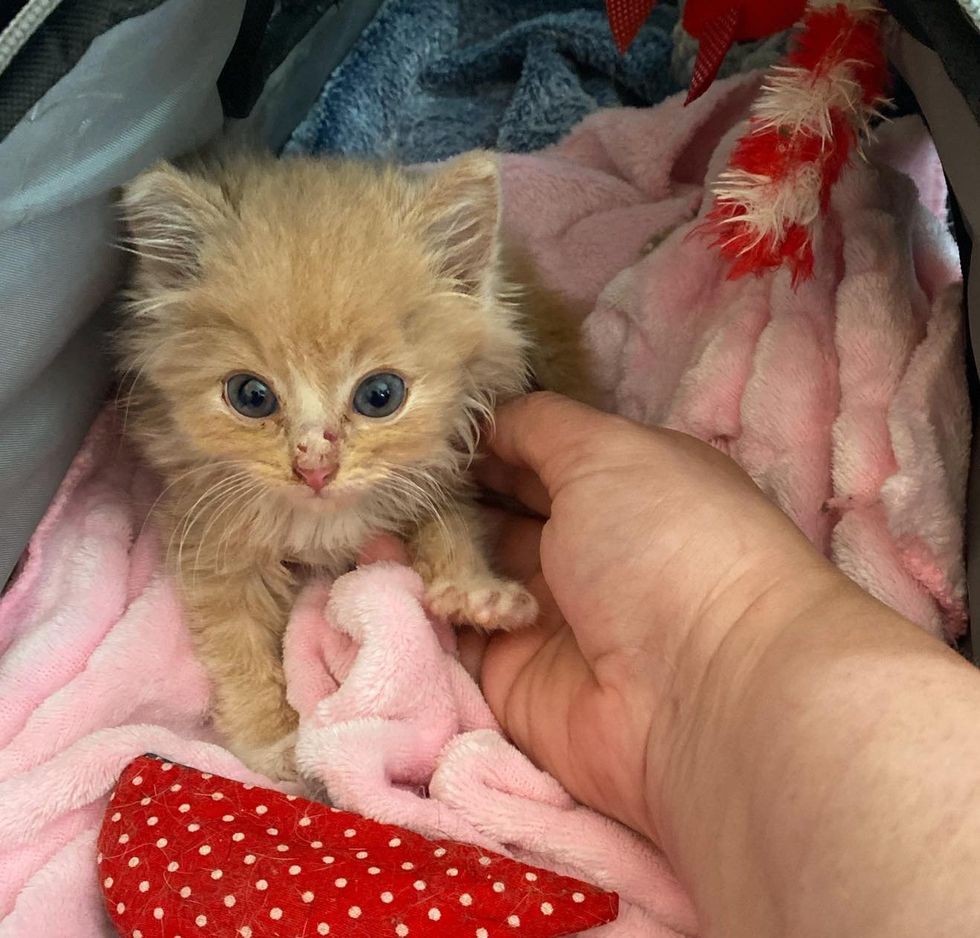 cute kitten holding hands