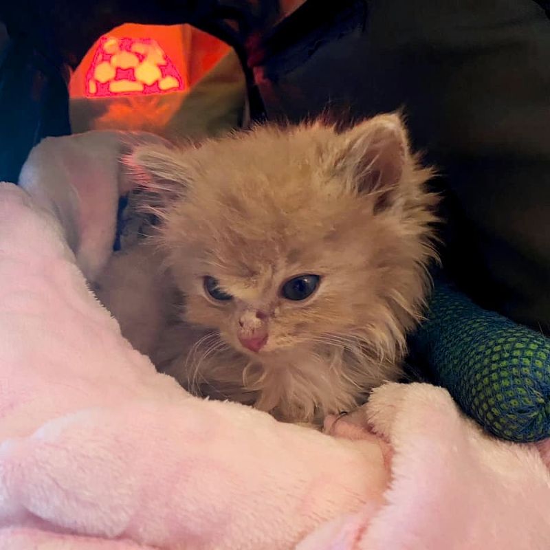 fluffy ginger kitten