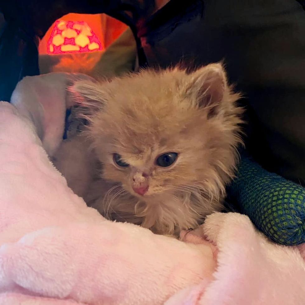 fluffy ginger kitten