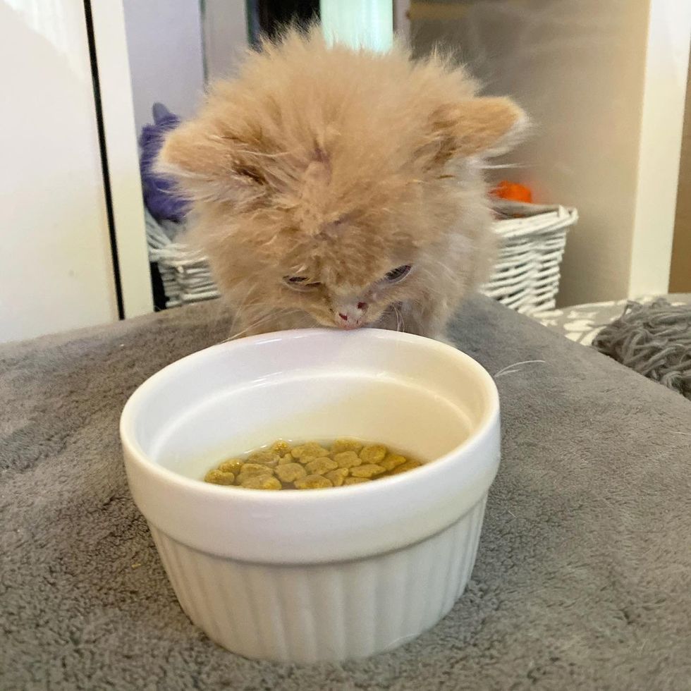 Fluffy ginger kitten, cat food bowl