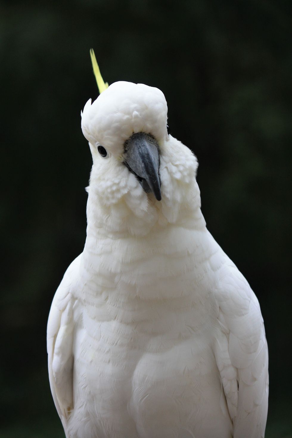 Cockatoo chases family around while laughing maniacally in a fun game it plays