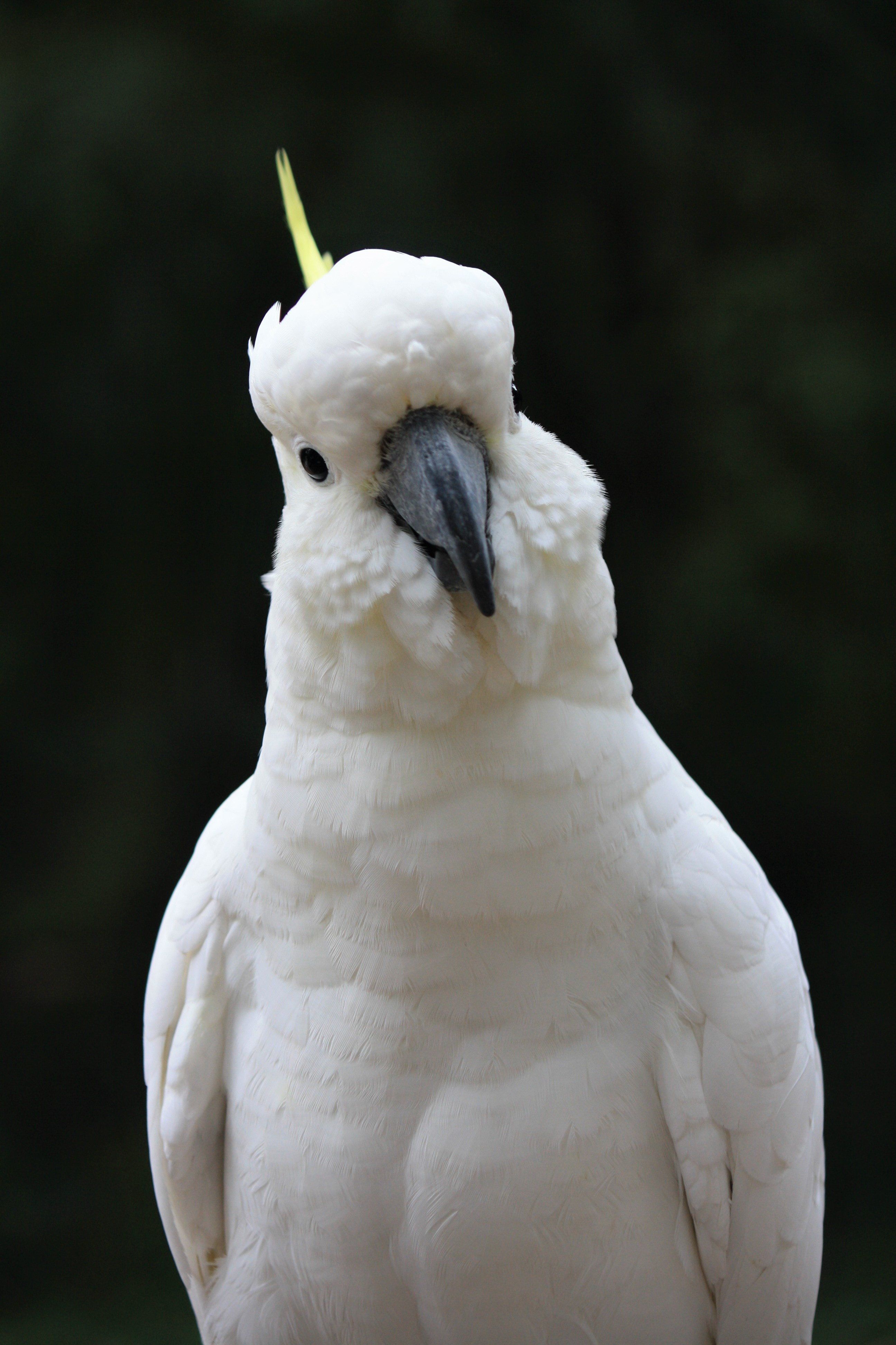 Cockatoo chases around family while laughing maniacally Upworthy