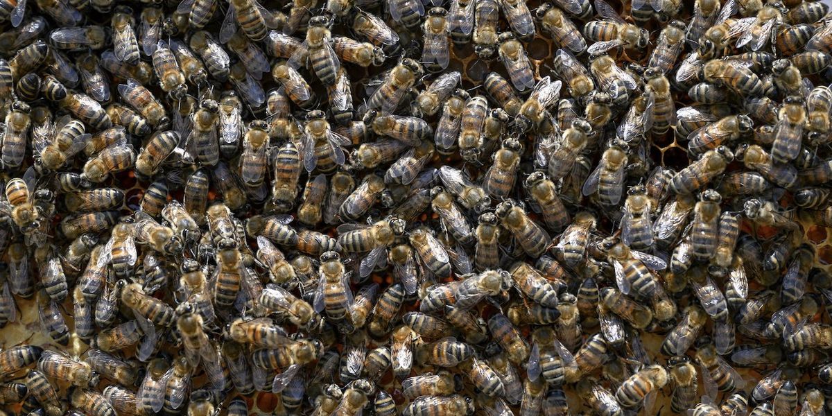 Homeless who poop in woman's yard, pee on her fence have upped the ante — with a box of live bees: 'It's just horrible'