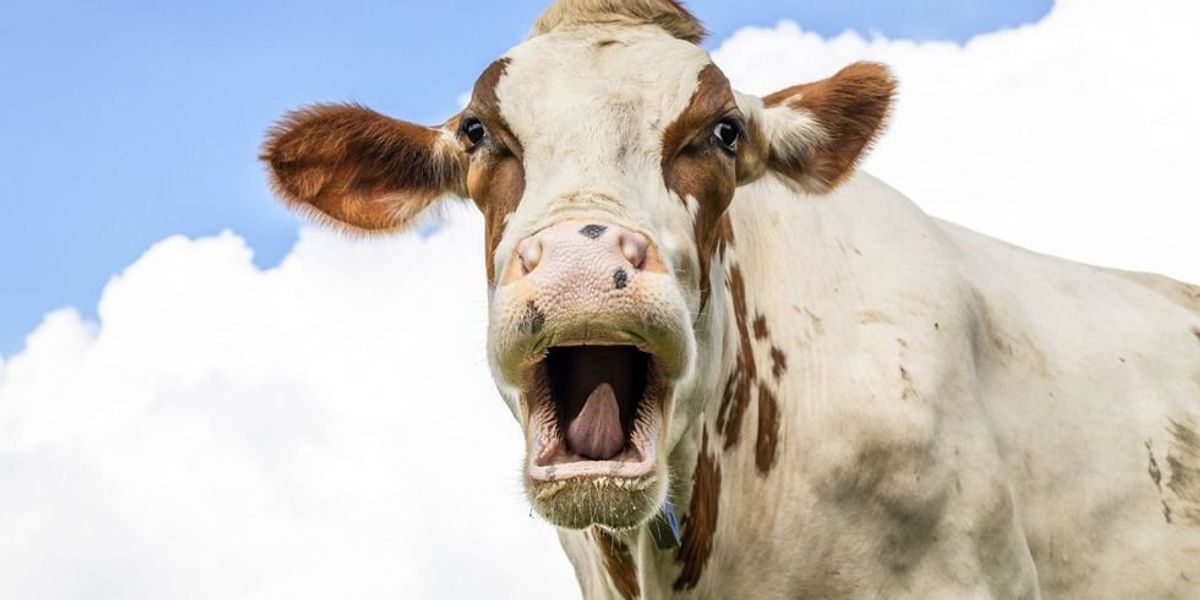 NextImg:Man conned investors out of nearly $9M by claiming to turn cow dung into green energy