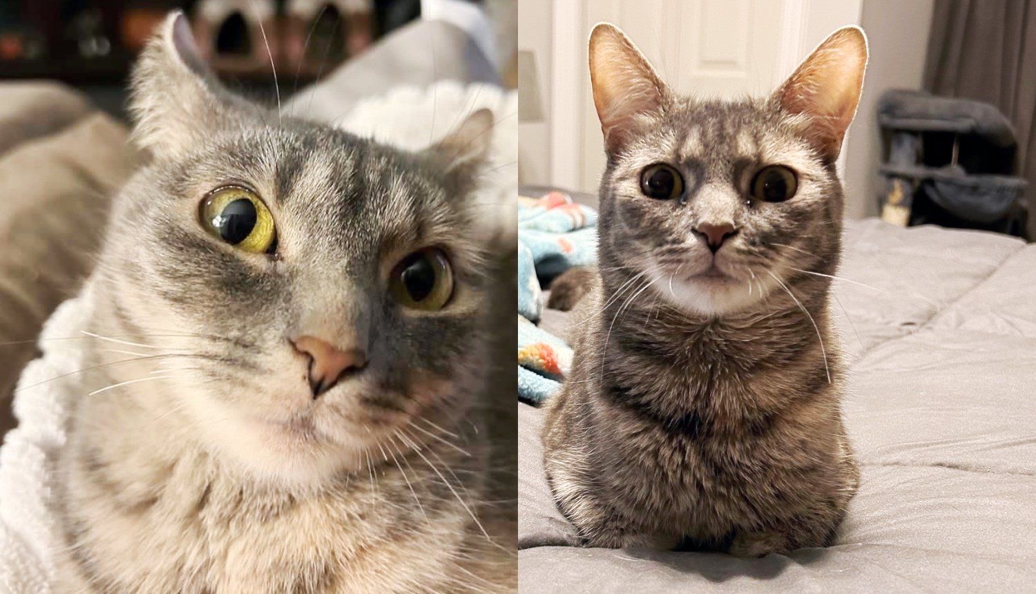 Wobbly Cat Named Flip Flop Has Big Personality and is Master