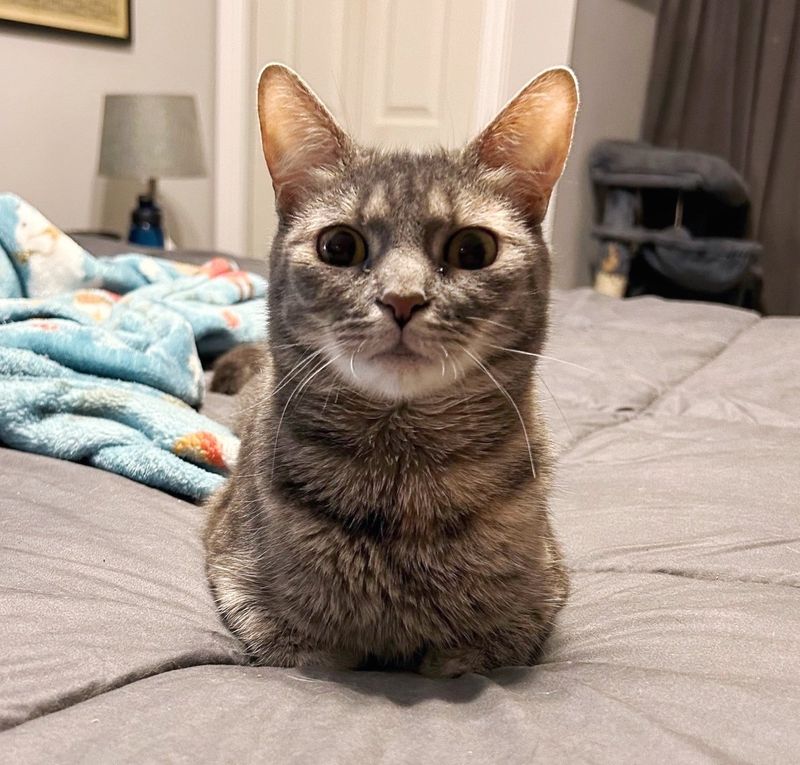 cute cat loafing