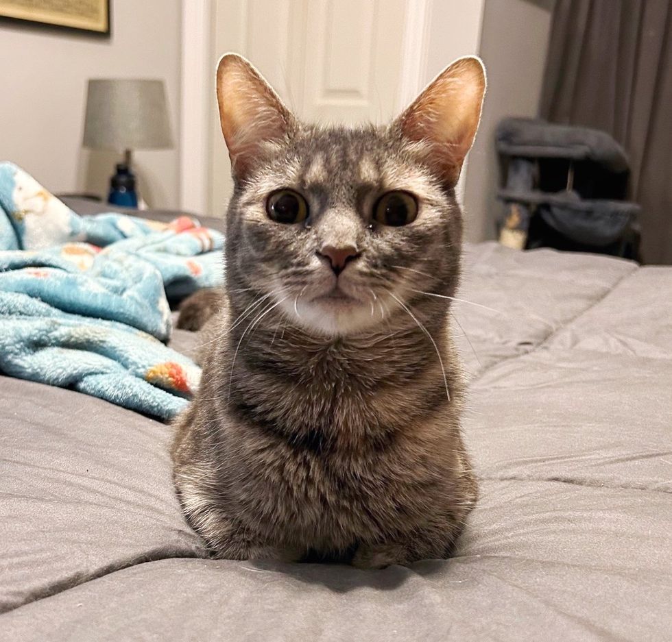 cute cat loafing