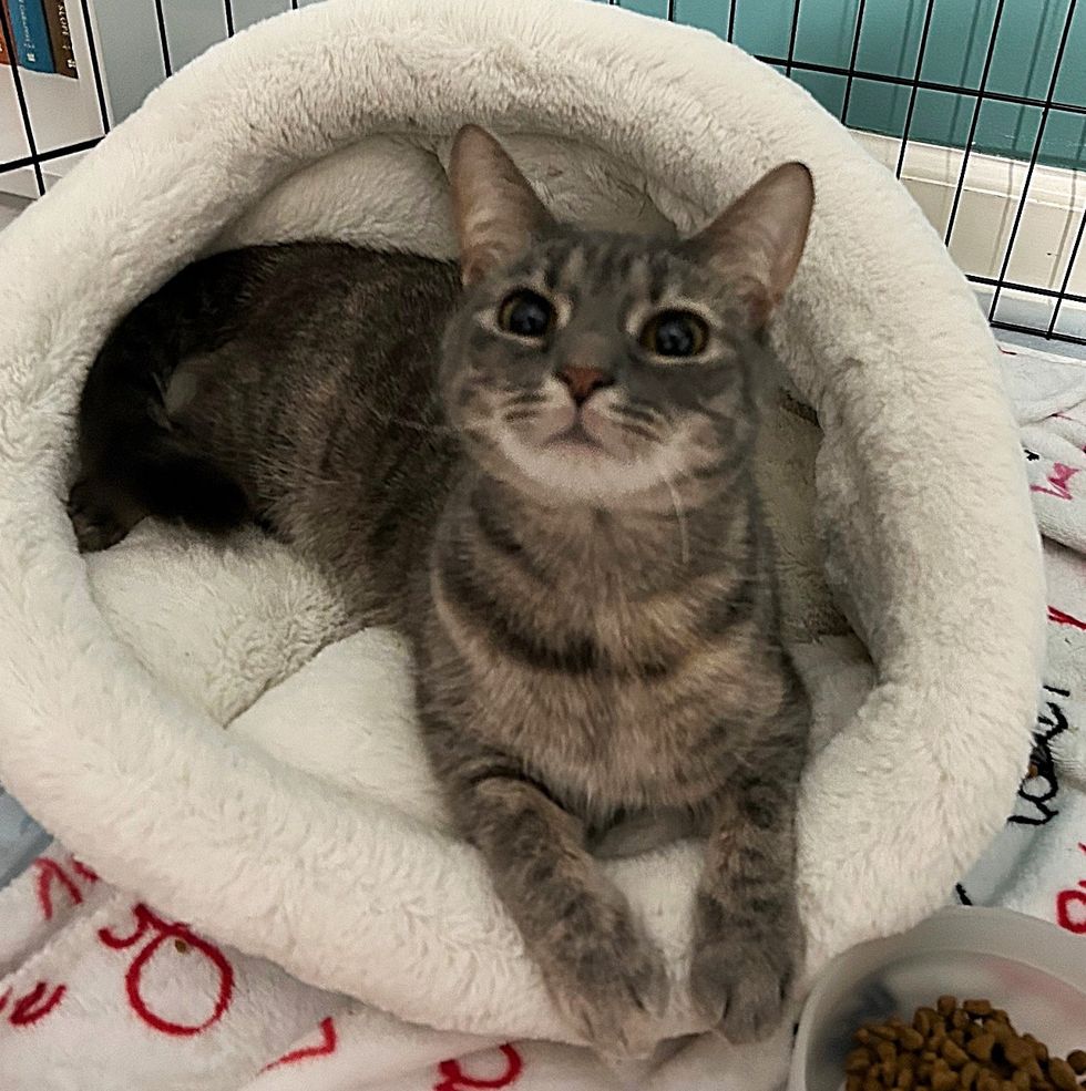 sweet gray cat, big eyed cat