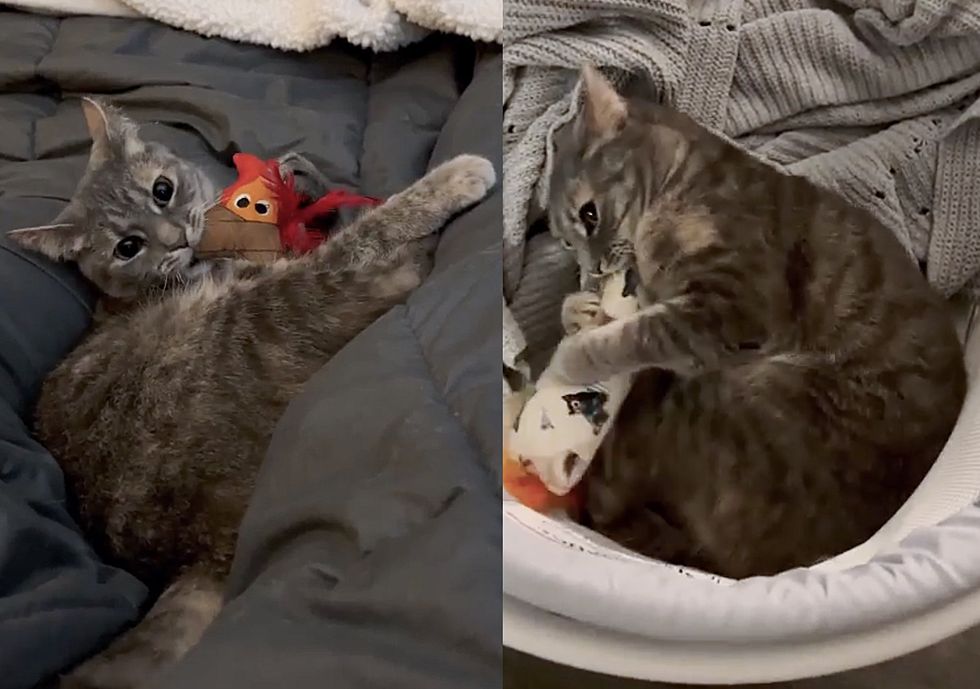 playful gray cat flip flops