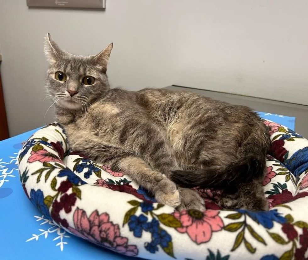 gray cat sweet flip flops